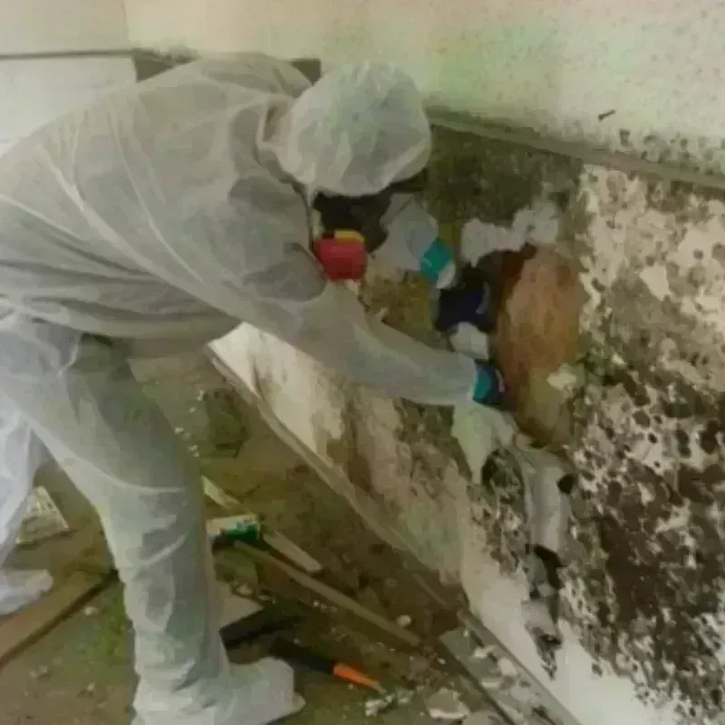 Mold Remediation and Removal in Chattahoochee, FL